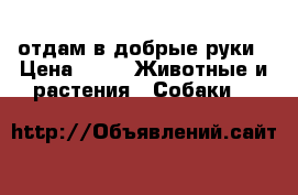отдам в добрые руки › Цена ­ 1 -  Животные и растения » Собаки   